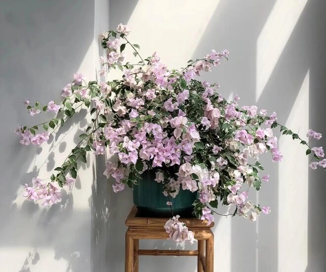 3 loại hoa người sành chơi luôn giữ trong nhà, vừa khỏe vừa sai hoa, nở quanh năm lại mở lối đón tài khí vào cửa - 1