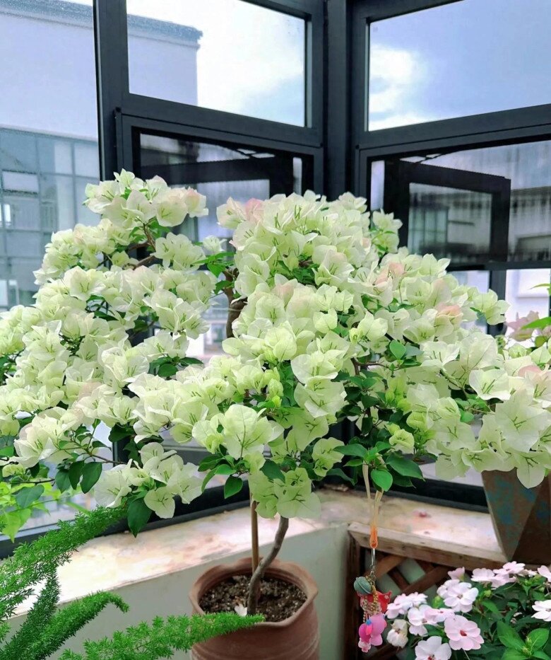 3 loại hoa người sành chơi luôn giữ trong nhà, vừa khỏe vừa sai hoa, nở quanh năm lại mở lối đón tài khí vào cửa - 2