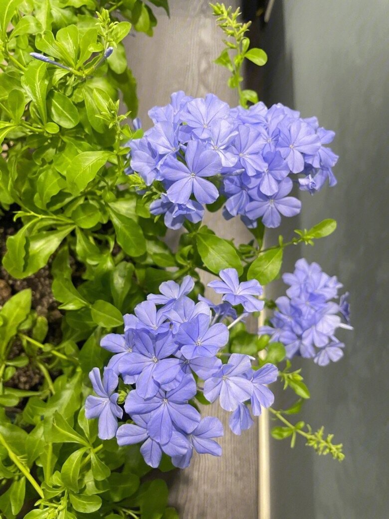 3 loại hoa người sành chơi luôn giữ trong nhà, vừa khỏe vừa sai hoa, nở quanh năm lại mở lối đón tài khí vào cửa - 3