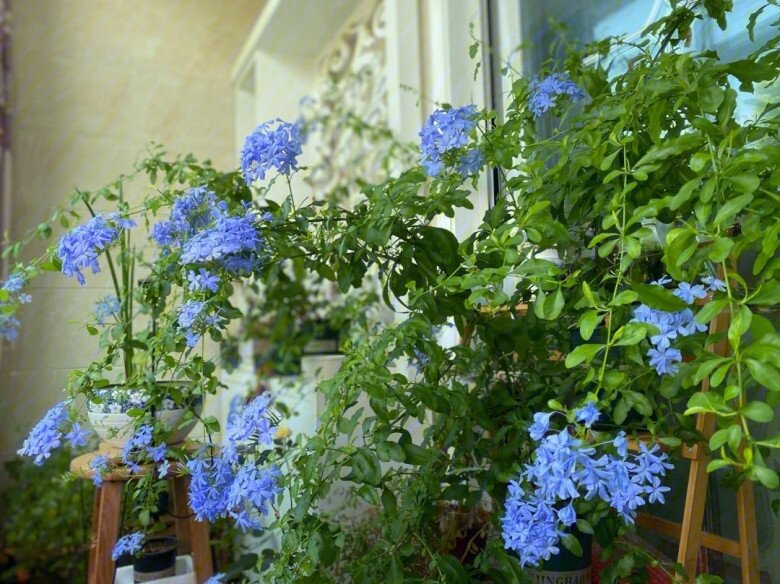 3 loại hoa người sành chơi luôn giữ trong nhà, vừa khỏe vừa sai hoa, nở quanh năm lại mở lối đón tài khí vào cửa - 4