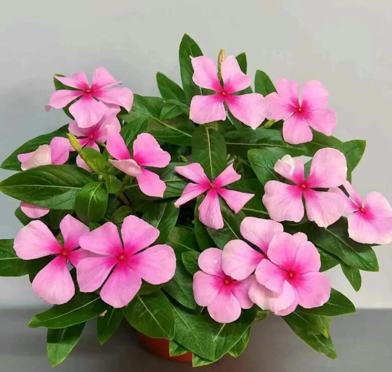 3 loại hoa người sành chơi luôn giữ trong nhà, vừa khỏe vừa sai hoa, nở quanh năm lại mở lối đón tài khí vào cửa - 5