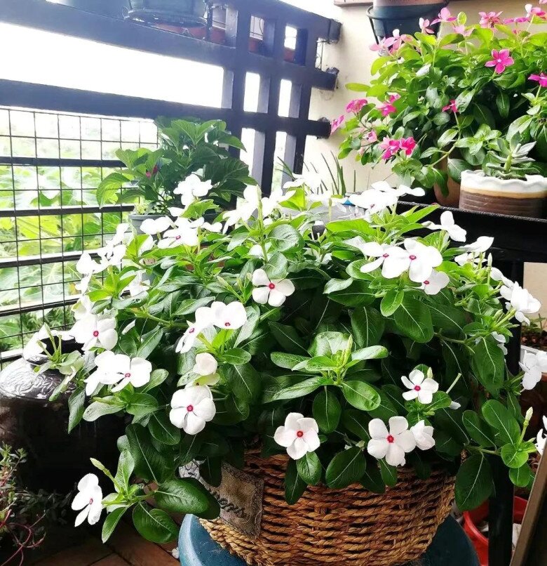 3 loại hoa người sành chơi luôn giữ trong nhà, vừa khỏe vừa sai hoa, nở quanh năm lại mở lối đón tài khí vào cửa - 6