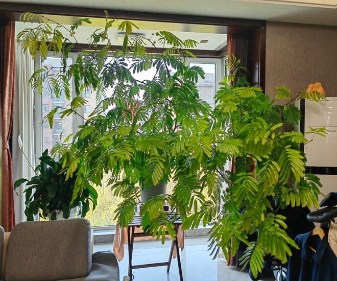 Chỉ trồng một cây dại trong phòng khách, chàng trai khiến ai bước vào cũng tưởng lạc giữa resort 5 sao! - 1
