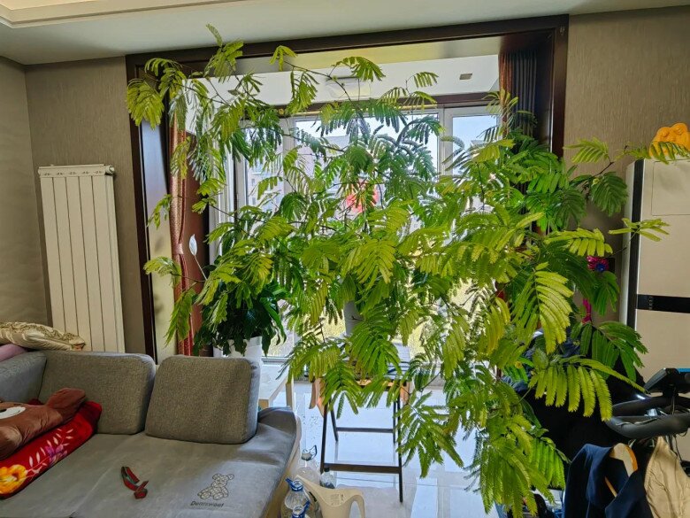 Chỉ trồng một cây dại trong phòng khách, chàng trai khiến ai bước vào cũng tưởng lạc giữa resort 5 sao! - 2