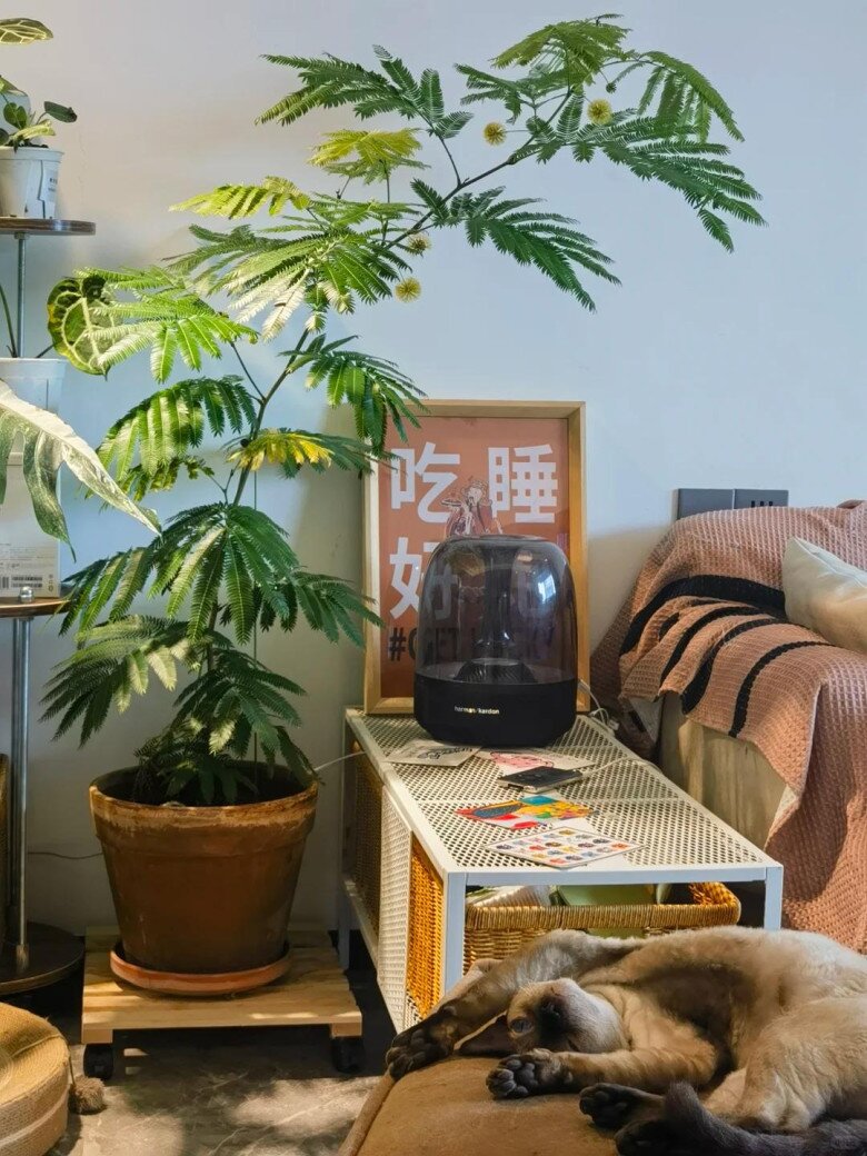 Chỉ trồng một cây dại trong phòng khách, chàng trai khiến ai bước vào cũng tưởng lạc giữa resort 5 sao! - 4