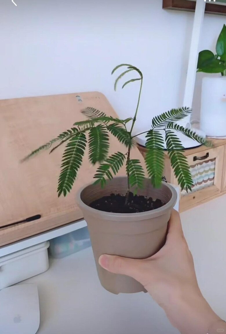 Chỉ trồng một cây dại trong phòng khách, chàng trai khiến ai bước vào cũng tưởng lạc giữa resort 5 sao! - 5