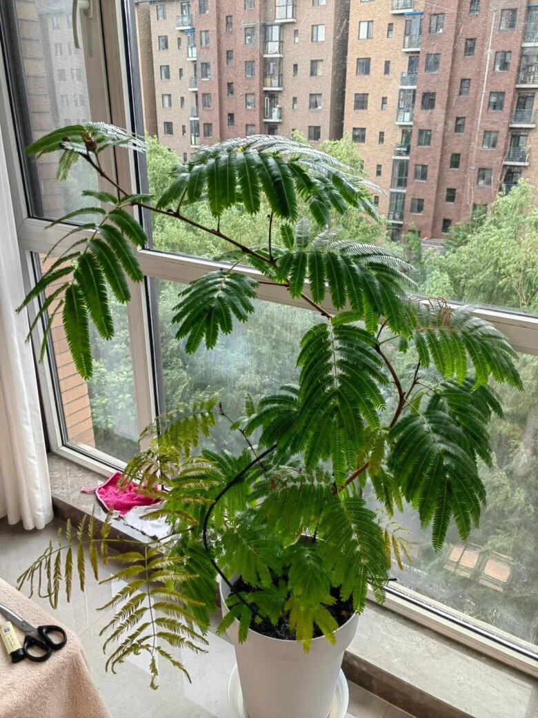 Chỉ trồng một cây dại trong phòng khách, chàng trai khiến ai bước vào cũng tưởng lạc giữa resort 5 sao! - 6