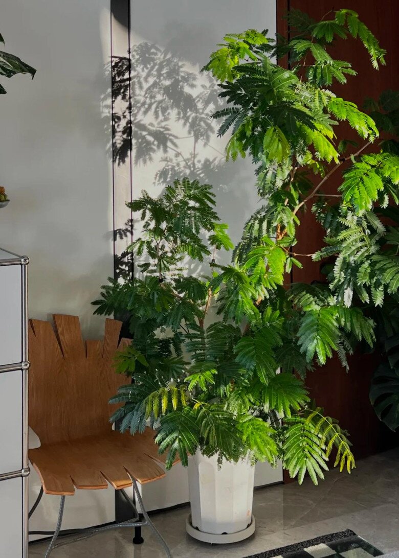 Chỉ trồng một cây dại trong phòng khách, chàng trai khiến ai bước vào cũng tưởng lạc giữa resort 5 sao! - 7