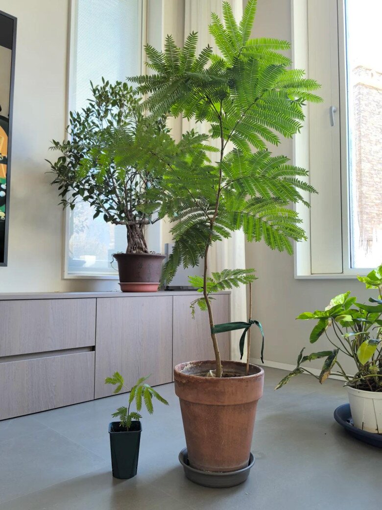 Chỉ trồng một cây dại trong phòng khách, chàng trai khiến ai bước vào cũng tưởng lạc giữa resort 5 sao! - 8