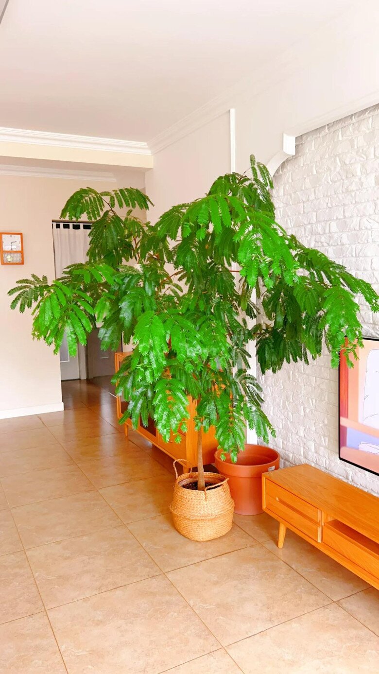 Chỉ trồng một cây dại trong phòng khách, chàng trai khiến ai bước vào cũng tưởng lạc giữa resort 5 sao! - 9