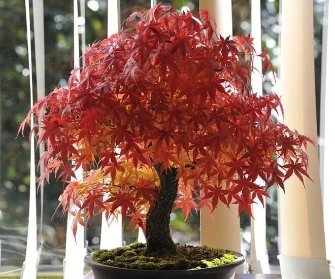 5 loại cây người nghèo chê nhưng người giàu lại thích rước về, chẳng trách càng trồng càng giàu - 1