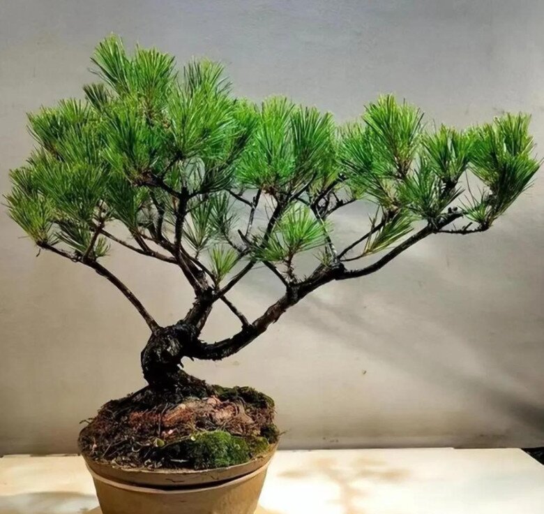 5 loại cây người nghèo chê nhưng người giàu lại thích rước về, chẳng trách càng trồng càng giàu - 2