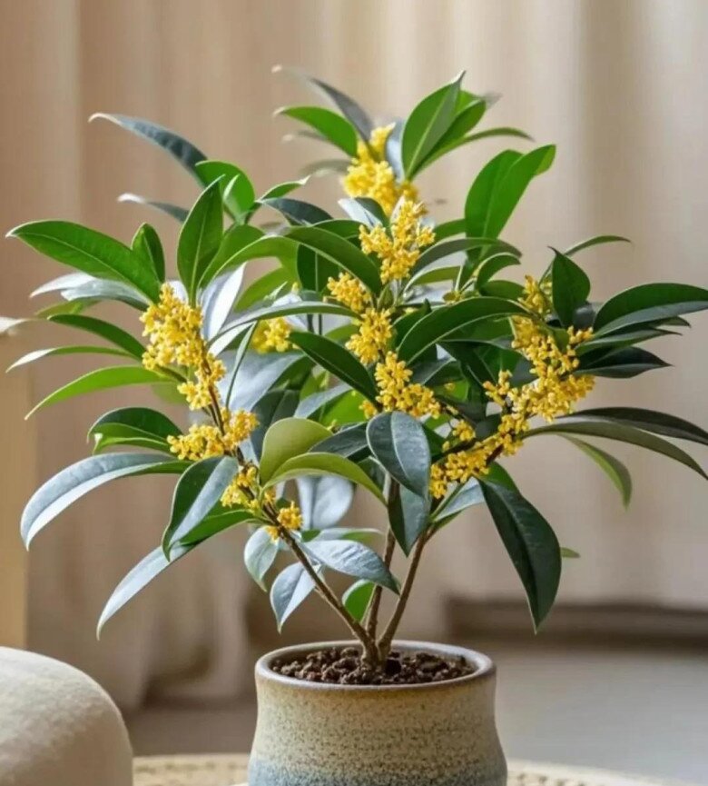 5 loại cây người nghèo chê nhưng người giàu lại thích rước về, chẳng trách càng trồng càng giàu - 3