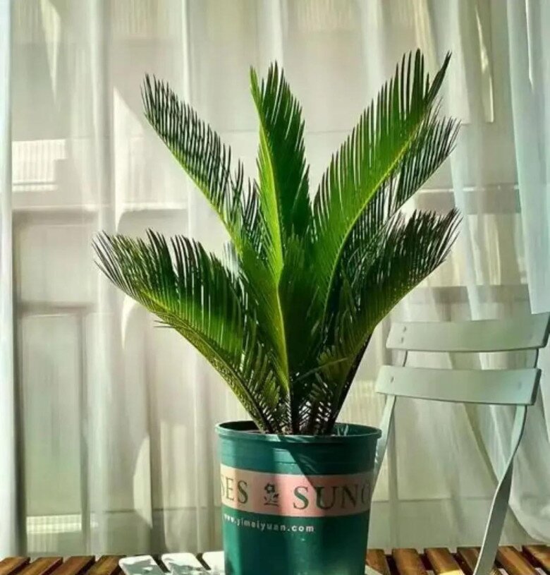 5 loại cây người nghèo chê nhưng người giàu lại thích rước về, chẳng trách càng trồng càng giàu - 4