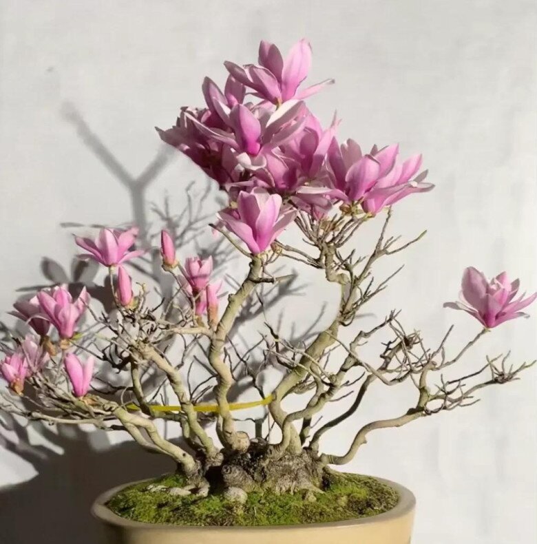 5 loại cây người nghèo chê nhưng người giàu lại thích rước về, chẳng trách càng trồng càng giàu - 5