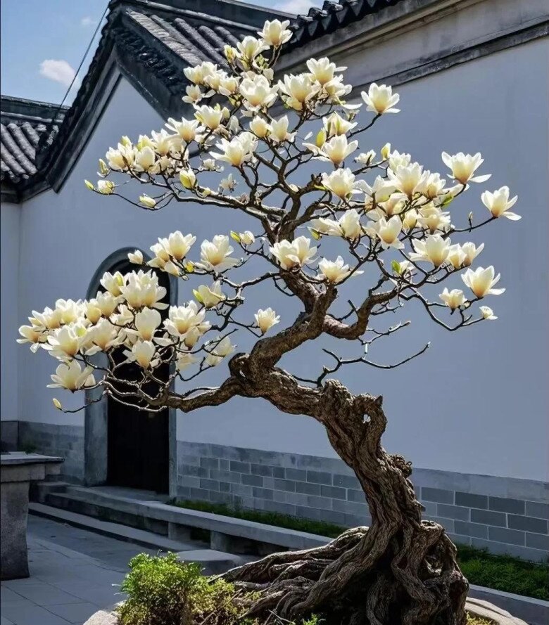 5 loại cây người nghèo chê nhưng người giàu lại thích rước về, chẳng trách càng trồng càng giàu - 6