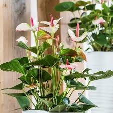 Cây hồng diệp môn có vẻ đẹp bắt mắt và ý nghĩa phong thủy vô cùng tích cực.