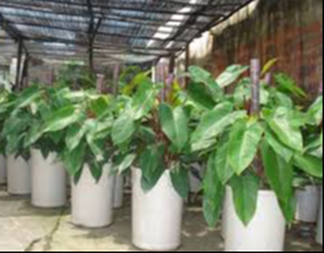 Việc trồng cây hồng diệp môn không chỉ giúp không gian sống trở nên đẹp mắt mà còn mang lại một không gian sống thư thái, hòa hợp, giúp gia chủ cảm thấy dễ chịu và tràn đầy năng lượng tích cực.