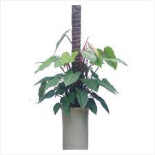 Cây không chỉ giúp người mệnh Thổ thu hút tài lộc, mà còn tạo ra một môi trường thuận lợi để gia chủ phát triển sự nghiệp, thu hút cơ hội làm ăn và may mắn.