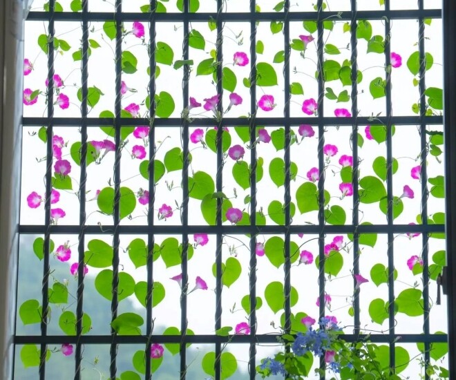 Chàng trai 10X trồng hoa dại, biến ban công thành “biển hoa rực rỡ”, chỉ cần ngẩng đầu là thấy mùa hè - 1