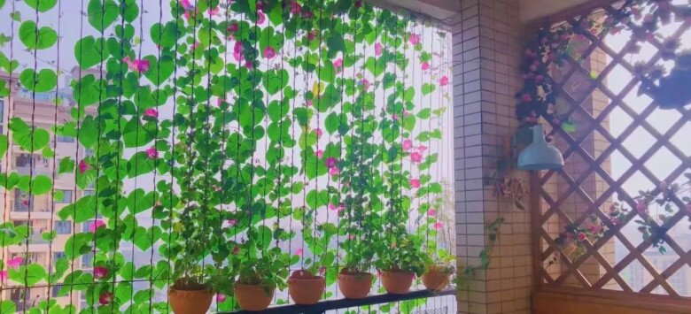 Chàng trai 10X trồng hoa dại, biến ban công thành “biển hoa rực rỡ”, chỉ cần ngẩng đầu là thấy mùa hè - 7