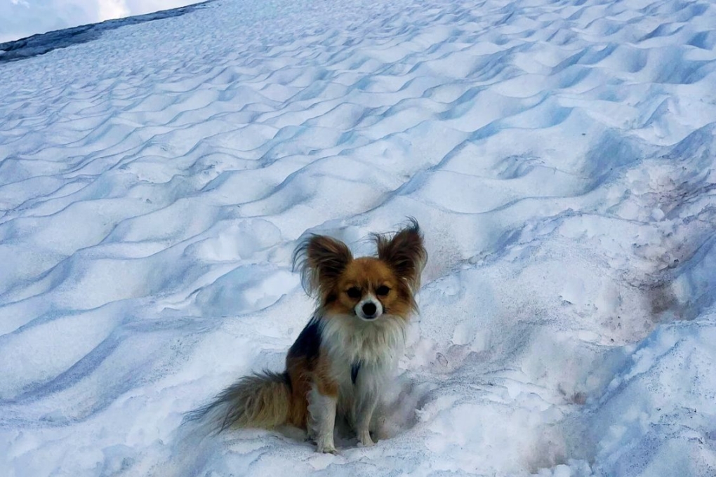 Con chó chihuahua giúp cứu sống chủ gặp nạn trên sông băng Fee, dãy Alps. Ảnh: Air Zermatt