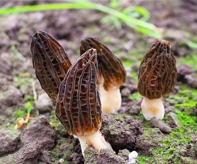 Loại rau mọc hoang dại giá 10 triệu đồng/kg giàu kali gấp 8 lần chuối, ngon ngọt hơn thịt gà, mùa hè ăn nhiều cực bổ dưỡng - 1