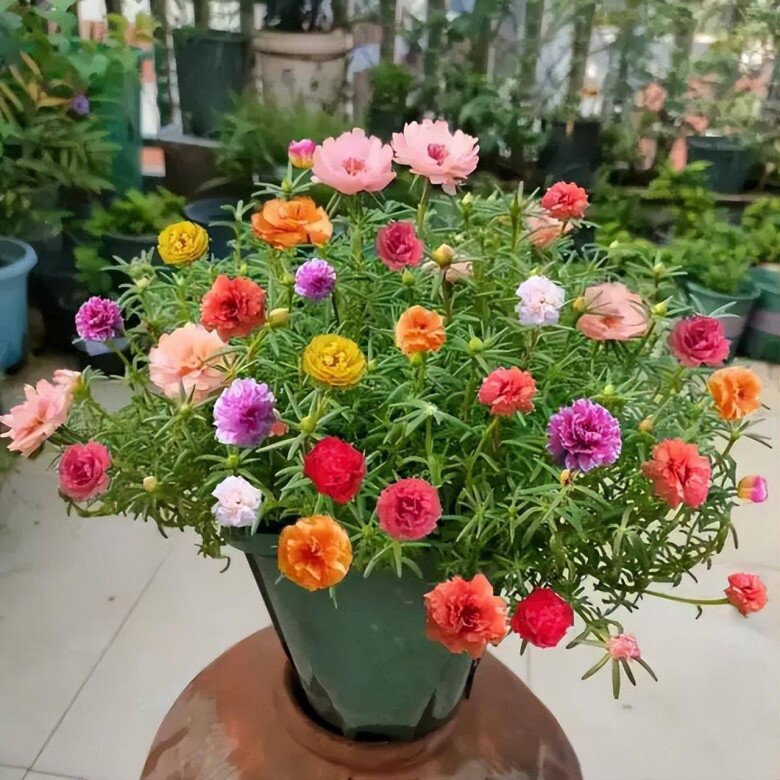 5 loại hoa vừa đẹp, rẻ lại dễ trồng, hoa nở không ngừng, nhiều không đếm xuể còn mang phúc lộc vào nhà - 6