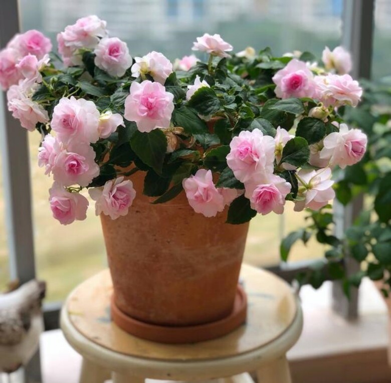 5 loại hoa vừa đẹp, rẻ lại dễ trồng, hoa nở không ngừng, nhiều không đếm xuể còn mang phúc lộc vào nhà - 8