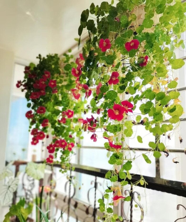 5 loại hoa vừa đẹp, rẻ lại dễ trồng, hoa nở không ngừng, nhiều không đếm xuể còn mang phúc lộc vào nhà - 10