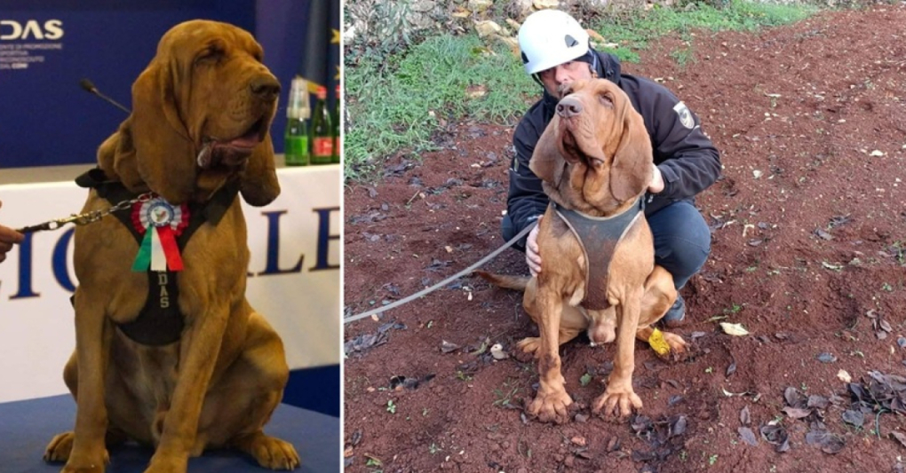 Chó nghiệp vụ Bruno được xem là anh hùng ở Italy. Ảnh: la Repubblica