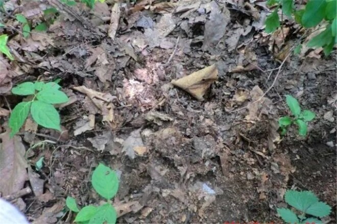 Xem thêm: Hoa nhài vừa đẹp vừa thơm nhưng nhà ở 3 hướng, người thuộc 2 mệnh này không nên trồng