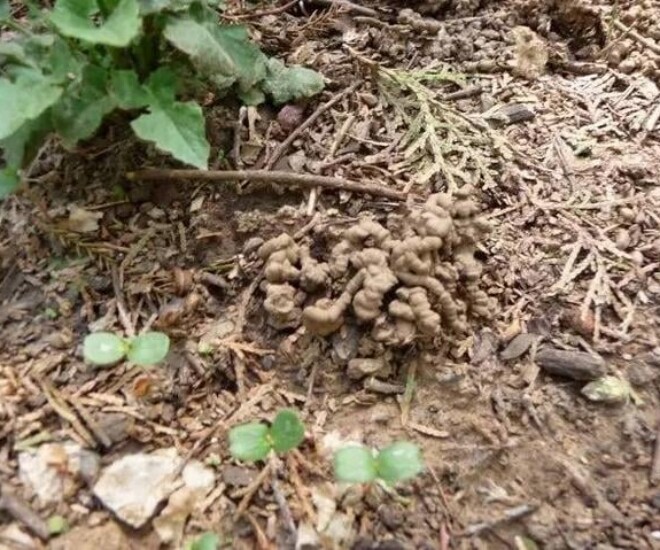 Ra công viên nhặt 3 “bảo bối” này mang về chôn vào chậu hoa, đất sẽ tơi xốp như bánh mì, cây xanh tươi tốt - 3