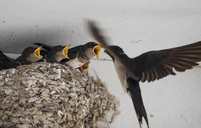 Nhà có 8 dấu hiệu này, chứng tỏ phong thủy đang rất tốt, xem thử nhà bạn có không - 2