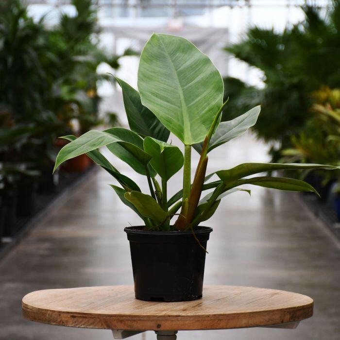 10 chậu xương rồng không bằng 1 chậu cây này, được mệnh danh là “vua trừ tà”, trồng trồng nhà giúp gia đình bình an - 2