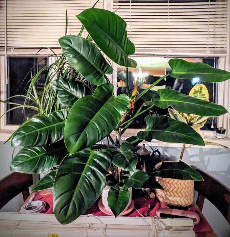 10 chậu xương rồng không bằng 1 chậu cây này, được mệnh danh là “vua trừ tà”, trồng trồng nhà giúp gia đình bình an - 3