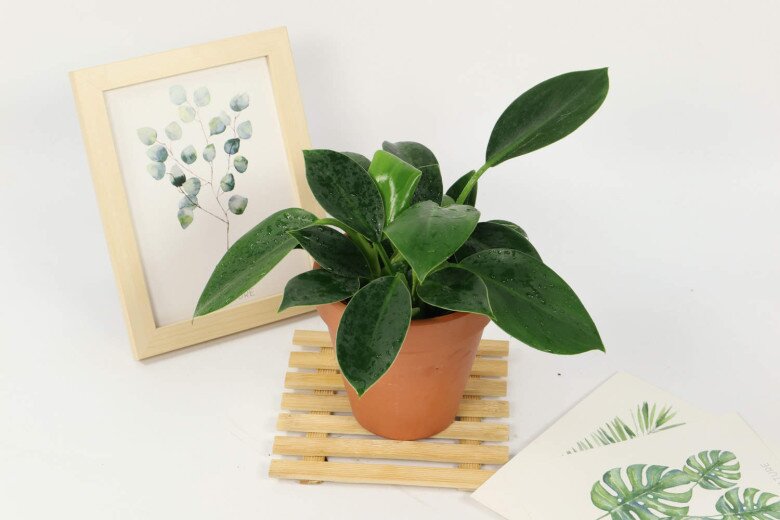 10 chậu xương rồng không bằng 1 chậu cây này, được mệnh danh là “vua trừ tà”, trồng trồng nhà giúp gia đình bình an - 4