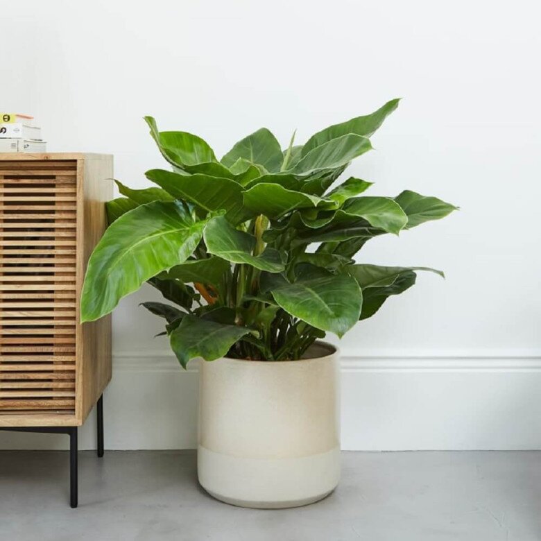 10 chậu xương rồng không bằng 1 chậu cây này, được mệnh danh là “vua trừ tà”, trồng trồng nhà giúp gia đình bình an - 5