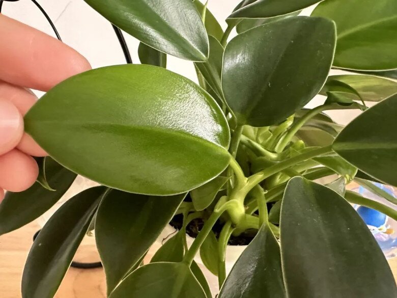 10 chậu xương rồng không bằng 1 chậu cây này, được mệnh danh là “vua trừ tà”, trồng trồng nhà giúp gia đình bình an - 6