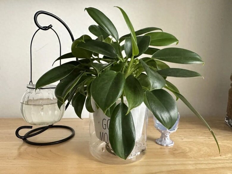 10 chậu xương rồng không bằng 1 chậu cây này, được mệnh danh là “vua trừ tà”, trồng trồng nhà giúp gia đình bình an - 7