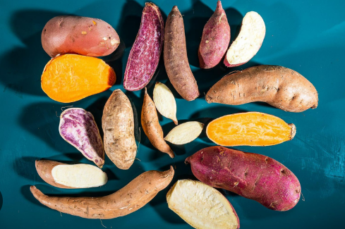 Có nhiều loại khoai lang khác nhau…