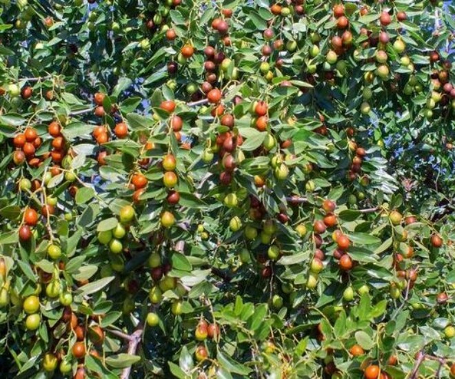 5 cây càng trồng càng có lộc, Thần Tài ghé thường xuyên, chặt đi tiền tài tiêu tán - 1