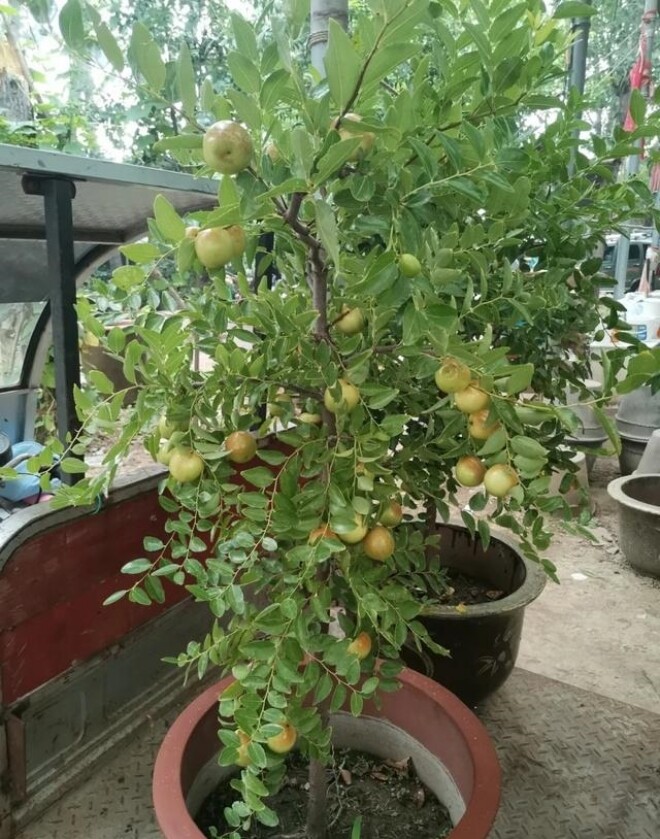 5 cây càng trồng càng có lộc, Thần Tài ghé thường xuyên, chặt đi tiền tài tiêu tán - 2