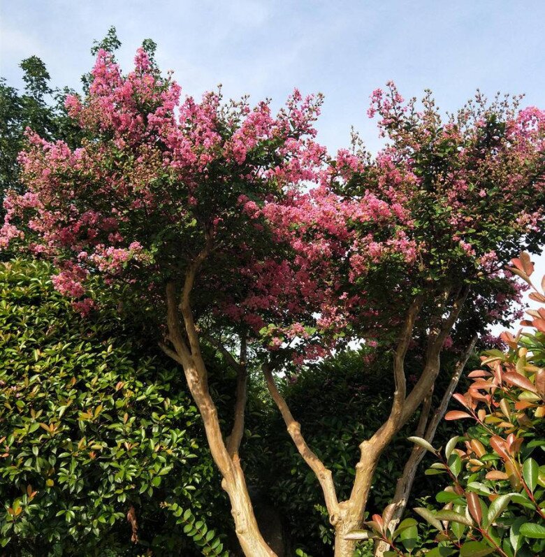 5 cây càng trồng càng có lộc, Thần Tài ghé thường xuyên, chặt đi tiền tài tiêu tán - 3