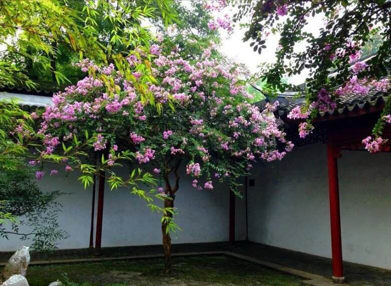 5 cây càng trồng càng có lộc, Thần Tài ghé thường xuyên, chặt đi tiền tài tiêu tán - 4