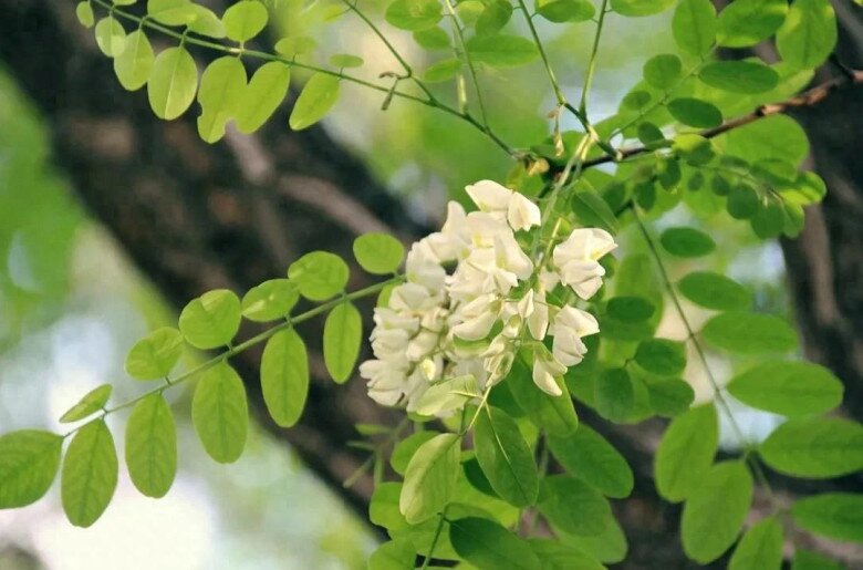 5 cây càng trồng càng có lộc, Thần Tài ghé thường xuyên, chặt đi tiền tài tiêu tán - 7