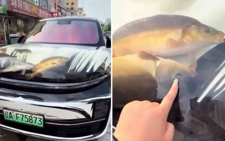 Đại gia Trung Quốc biến mui xe sang thành bể cá di động, gây phẫn nộ và bị cảnh sát 'sờ gáy'!- Ảnh 1.