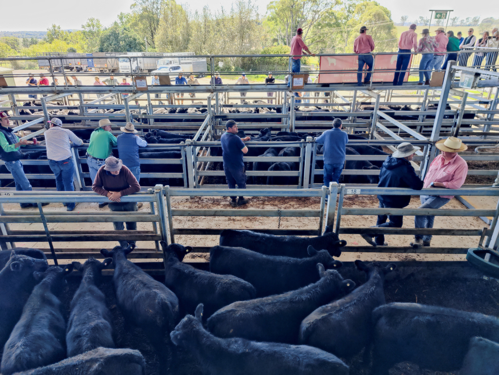 Một buổi đấu giá bò tại Moss Vale, Australia ngày 3/4. Ảnh: Reuters