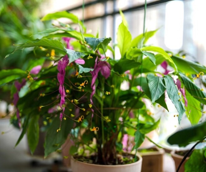 Đây là “tân binh” đang làm mưa làm gió trong giới cây cảnh, hoa nở quanh năm, bền như hoa giả, trồng dễ như rau - 1