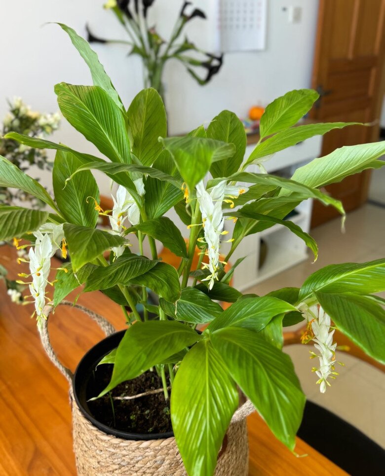 Đây là “tân binh” đang làm mưa làm gió trong giới cây cảnh, hoa nở quanh năm, bền như hoa giả, trồng dễ như rau - 3